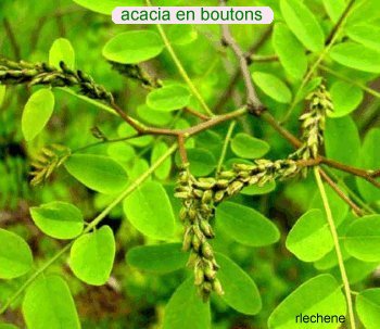 acacia_boutons08.jpg