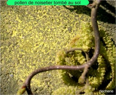 pollen noisetier1934.jpg